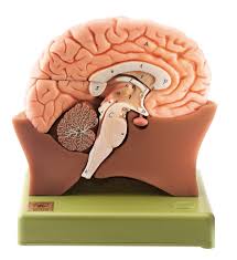 Half Brain